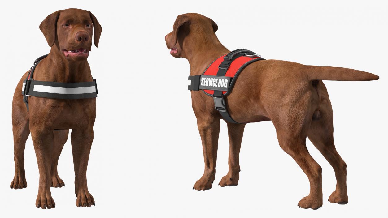 3D Service Dog with Harness Fur model