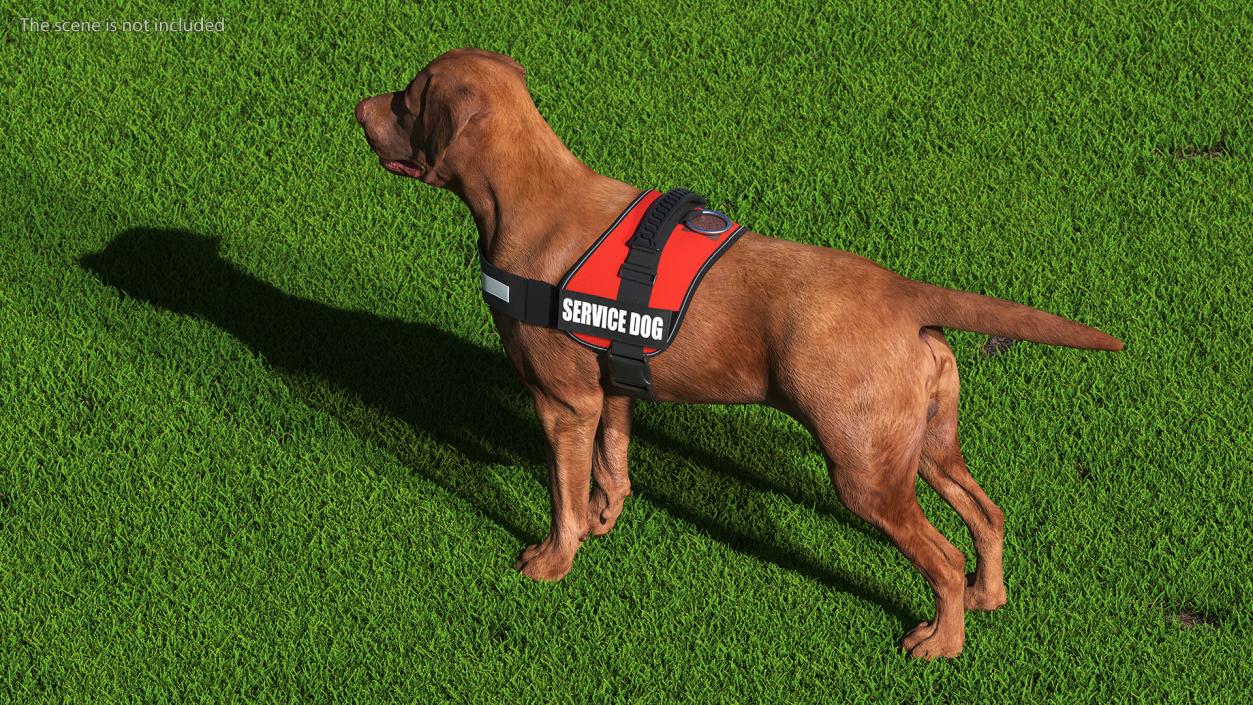 3D Service Dog with Harness Fur model