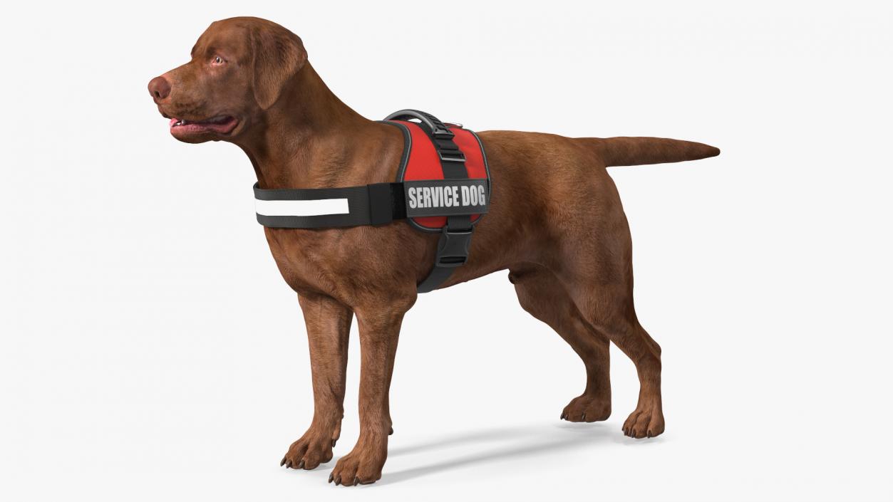 3D Service Dog with Harness Fur model