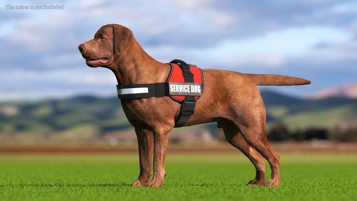 3D Service Dog with Harness Fur model