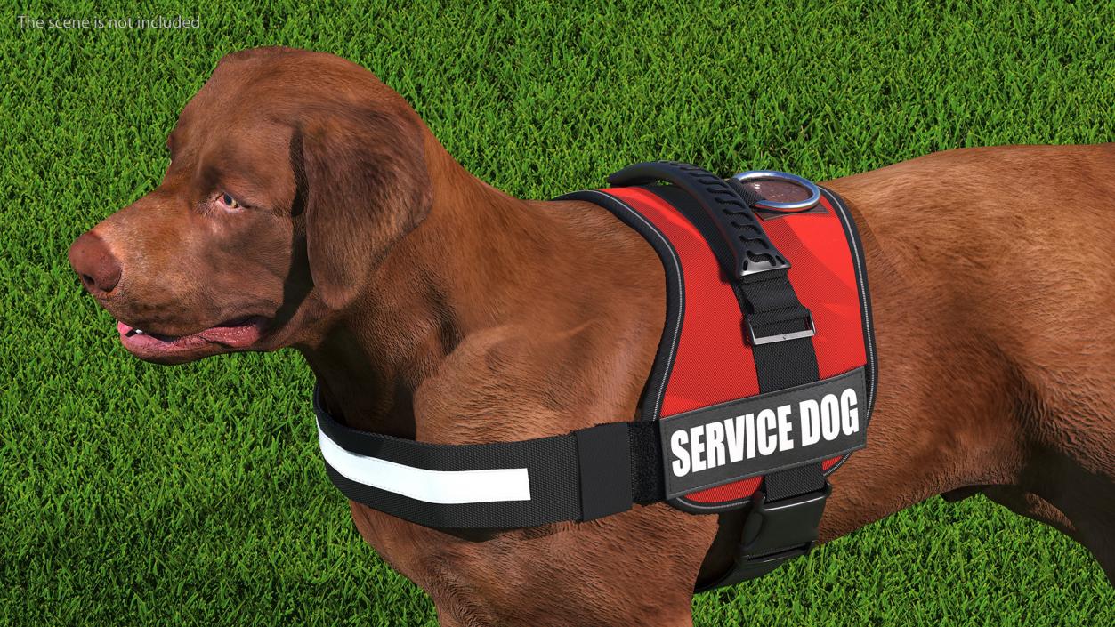 3D Service Dog with Harness Fur model