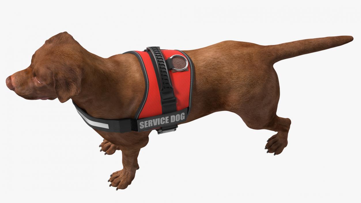 3D Service Dog with Harness Fur model