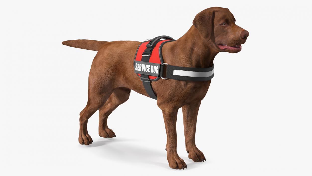 3D Service Dog with Harness Fur model