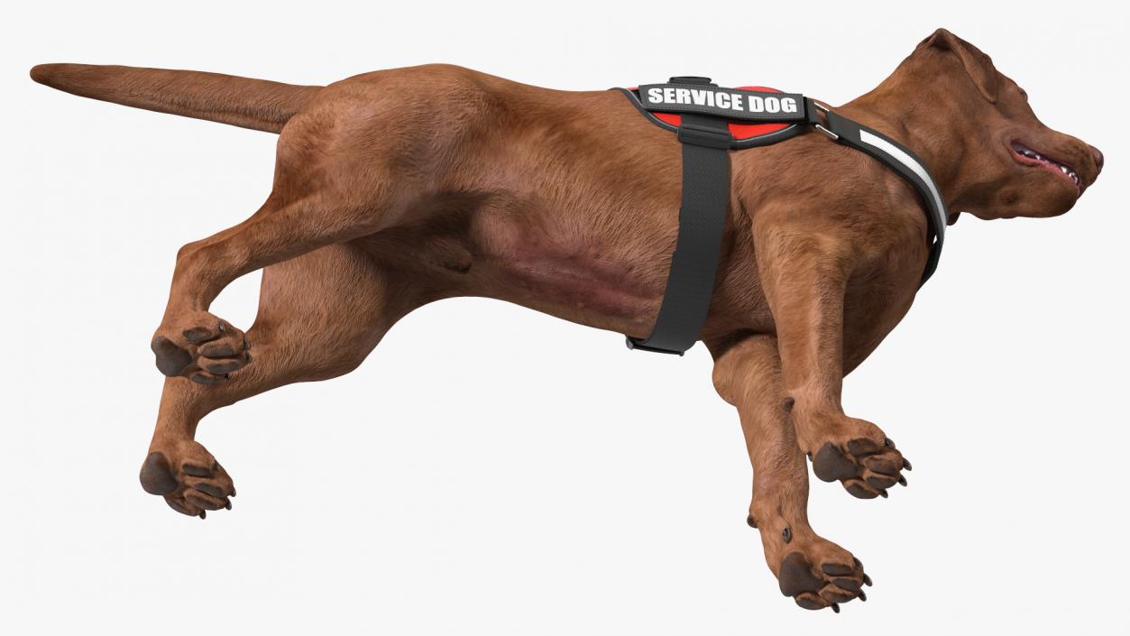 3D Service Dog with Harness Fur model