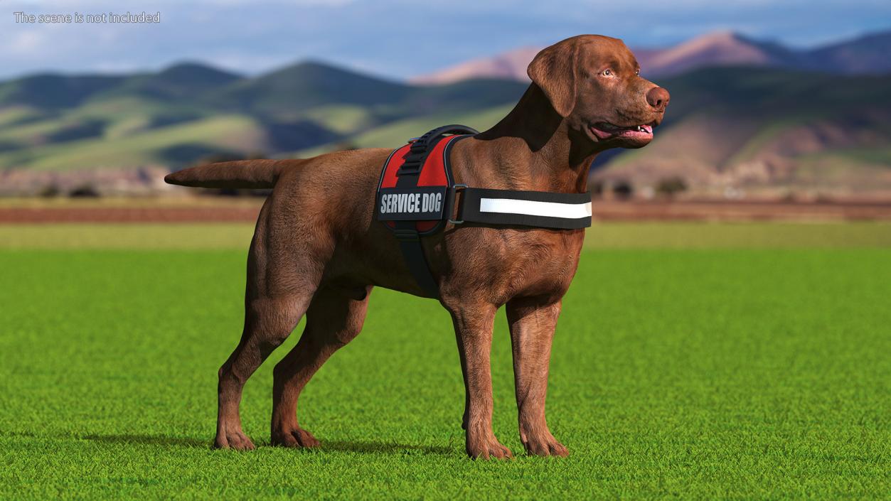 3D Service Dog with Harness Fur model