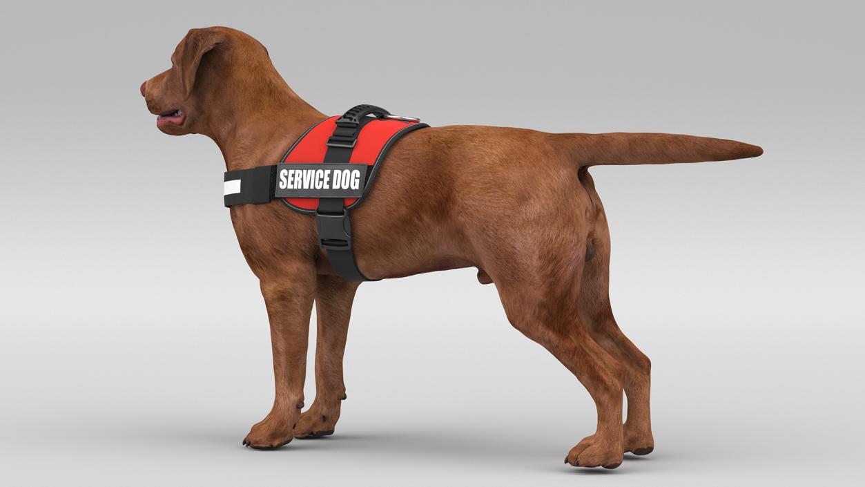 3D Service Dog with Harness Fur model