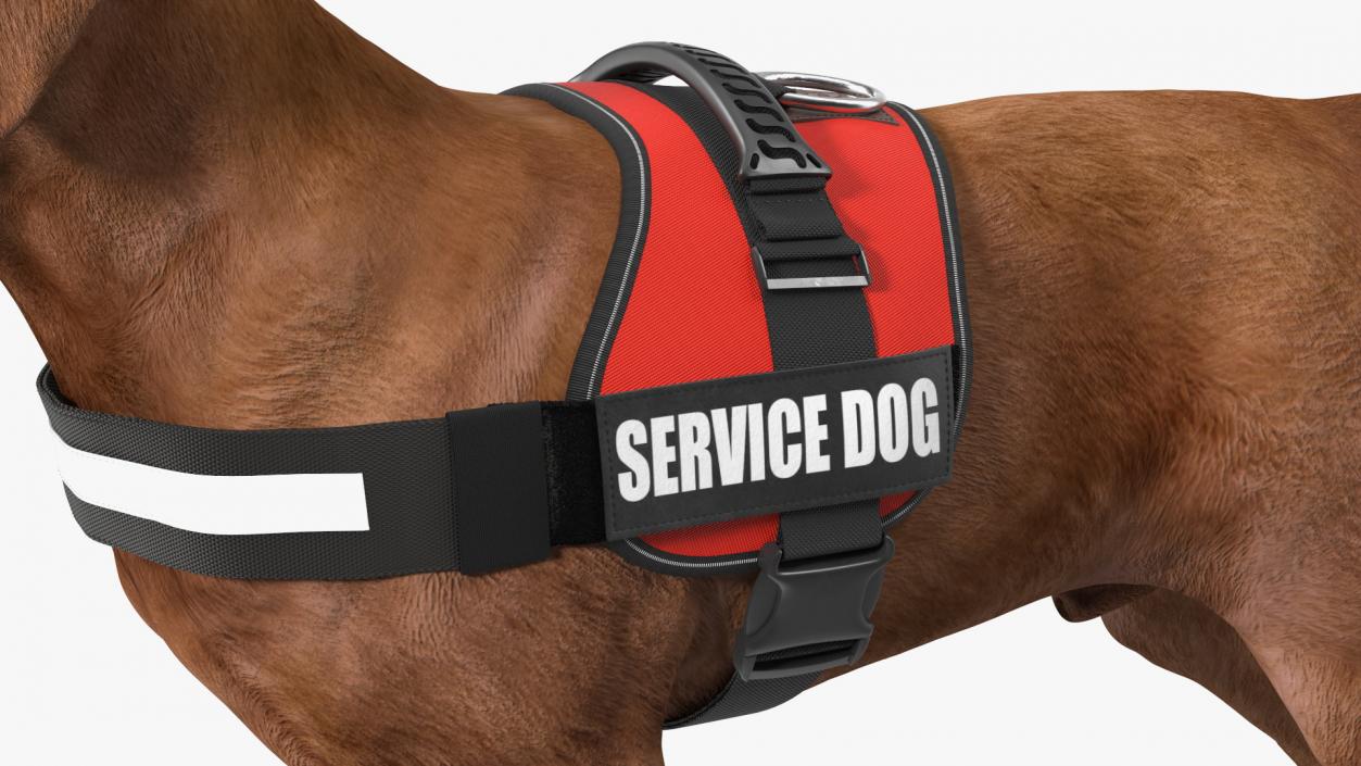 3D Service Dog with Harness Fur model