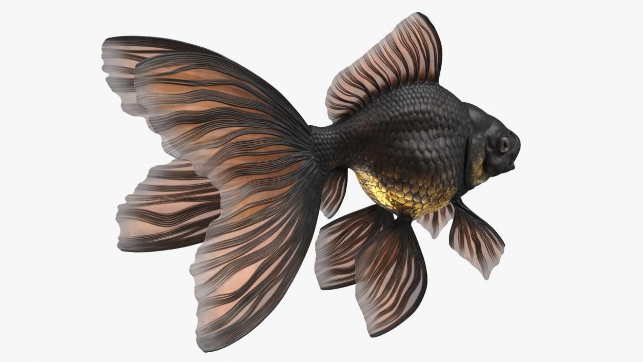 3D Black Moor Goldfish Rigged