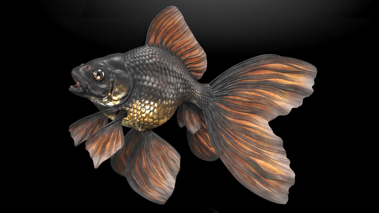 3D Black Moor Goldfish Rigged