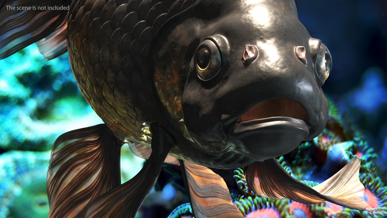 3D Black Moor Goldfish Rigged