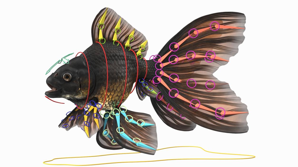 3D Black Moor Goldfish Rigged