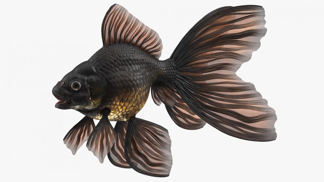 3D Black Moor Goldfish Rigged