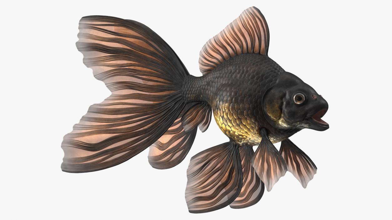 3D Black Moor Goldfish Rigged