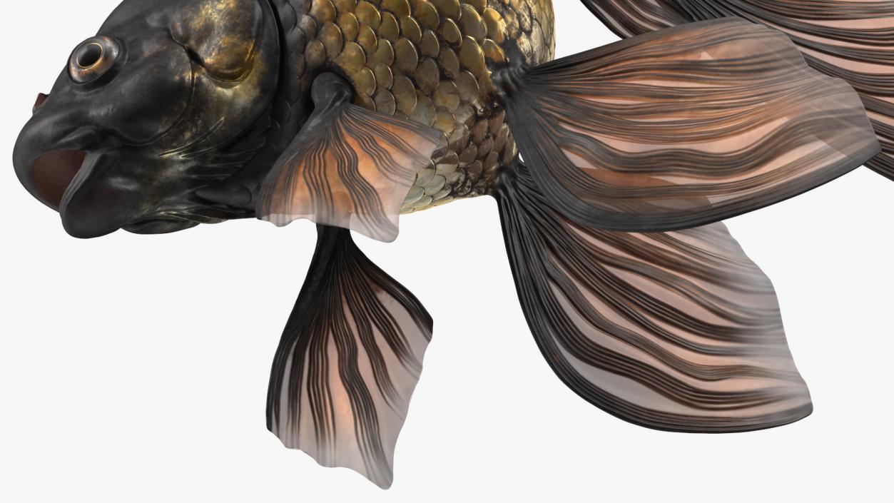 3D Black Moor Goldfish Rigged