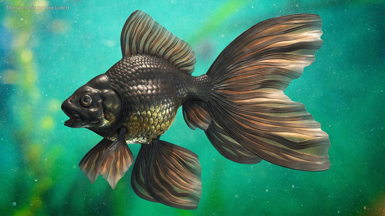 3D Black Moor Goldfish Rigged