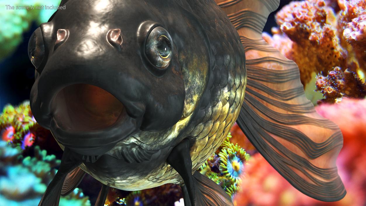 3D Black Moor Goldfish Rigged