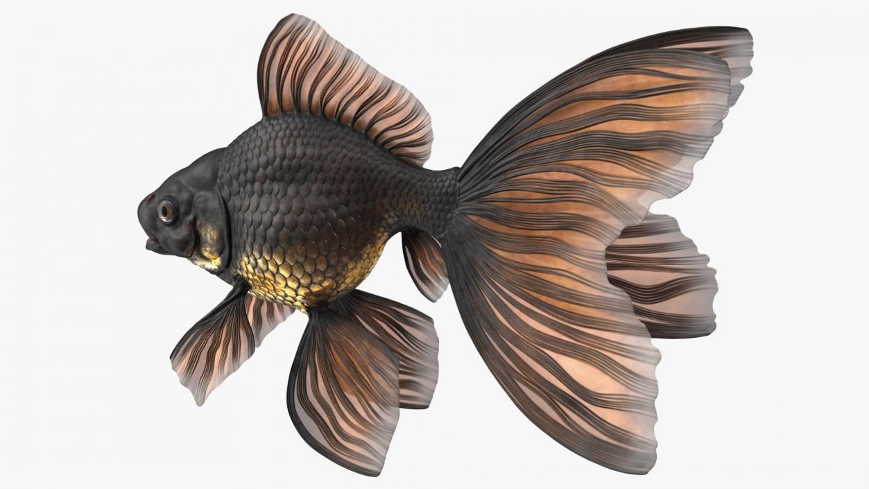 3D Black Moor Goldfish Rigged