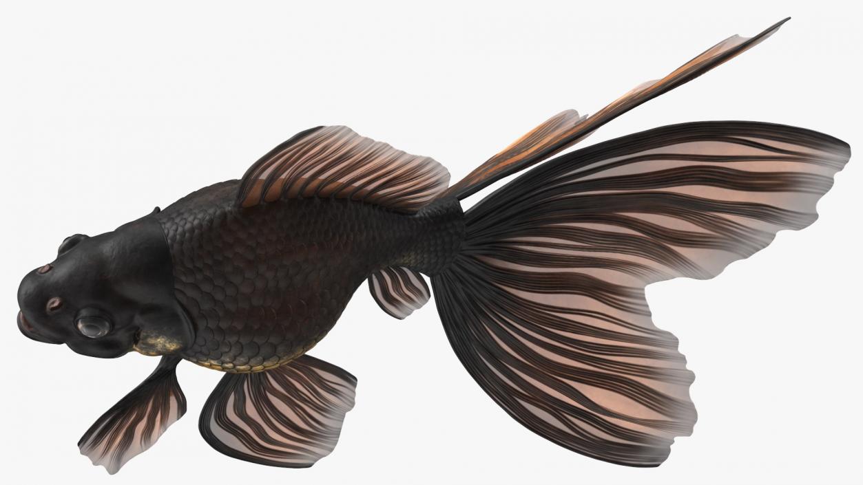 3D Black Moor Goldfish Rigged