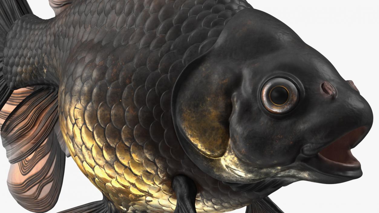 3D Black Moor Goldfish Rigged