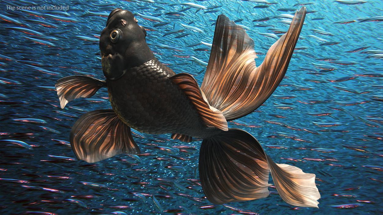 3D Black Moor Goldfish Rigged