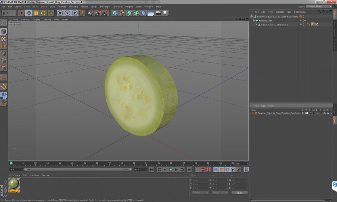 3D model Summer Squash Gray Zucchini Section