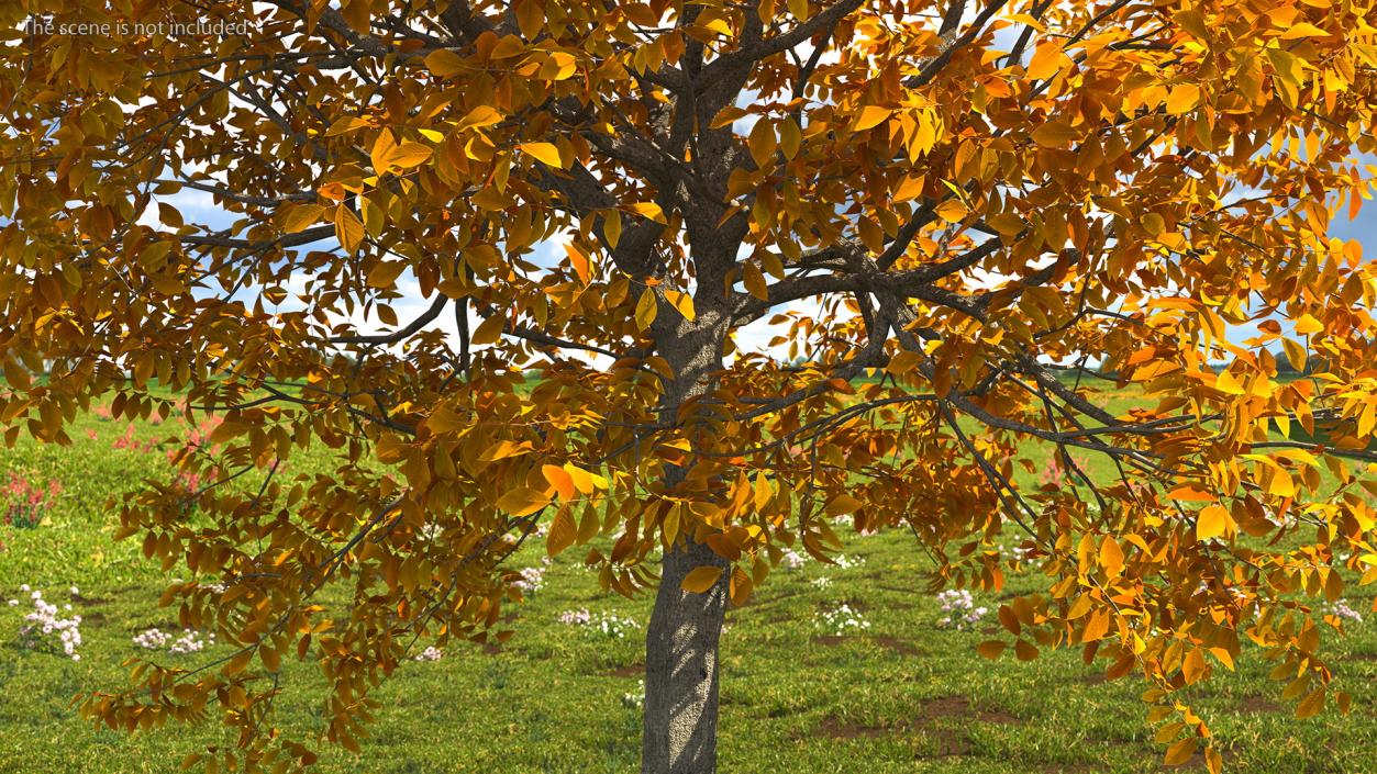 3D model Autumn Yellow Trees Collection