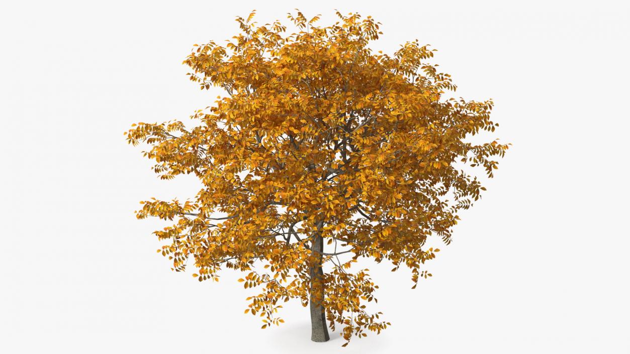 3D model Autumn Yellow Trees Collection