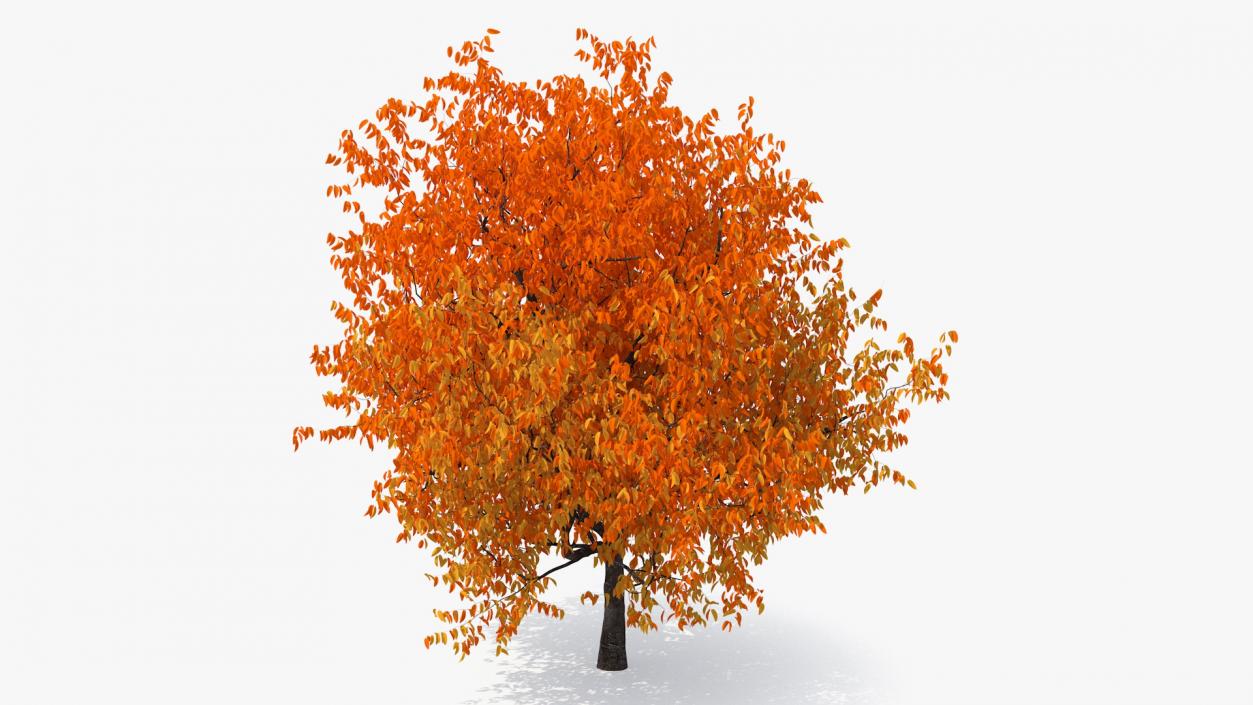 3D model Autumn Yellow Trees Collection