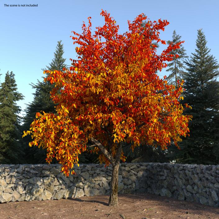 3D model Autumn Yellow Trees Collection