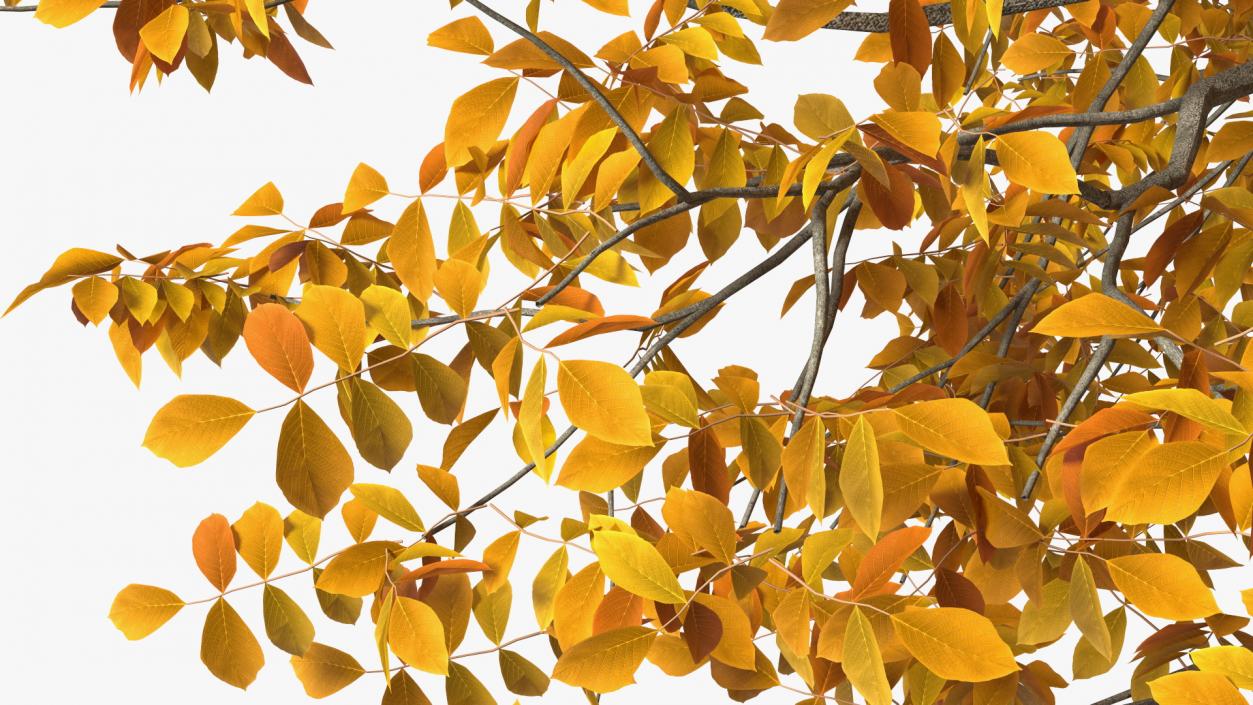 3D model Autumn Yellow Trees Collection