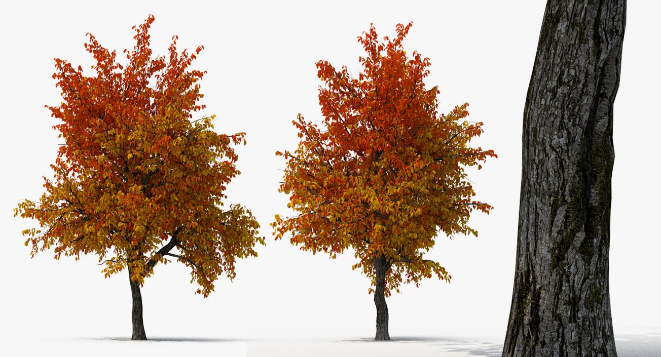 3D model Autumn Yellow Trees Collection