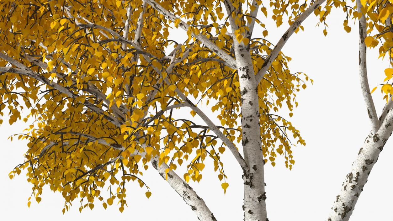 3D model Autumn Yellow Trees Collection