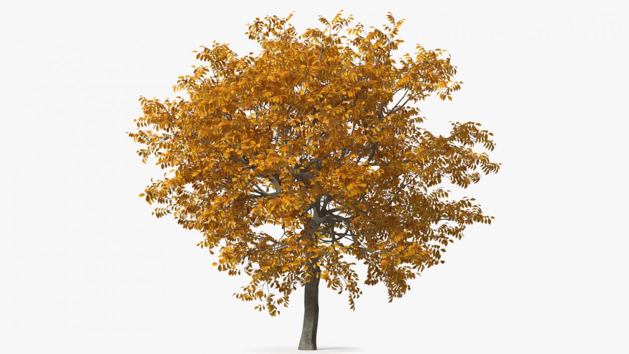 3D model Autumn Yellow Trees Collection