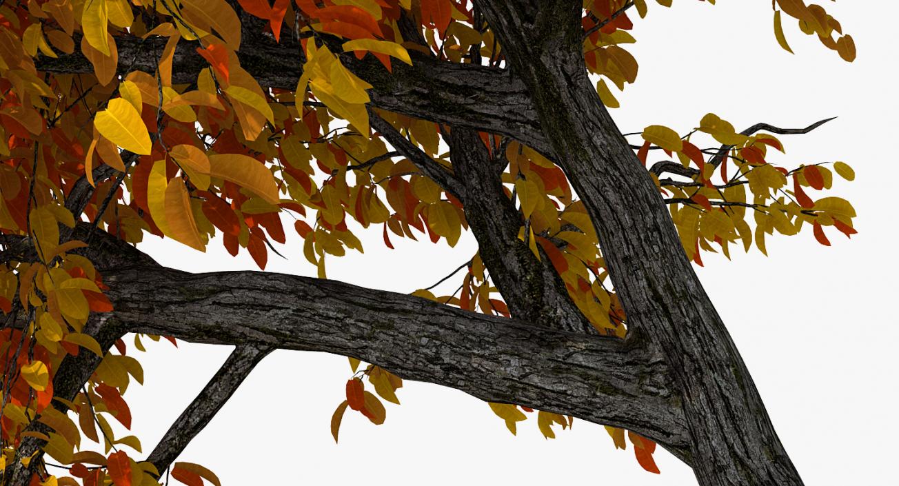 3D model Autumn Yellow Trees Collection