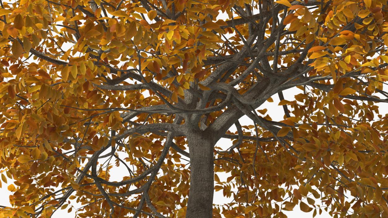 3D model Autumn Yellow Trees Collection