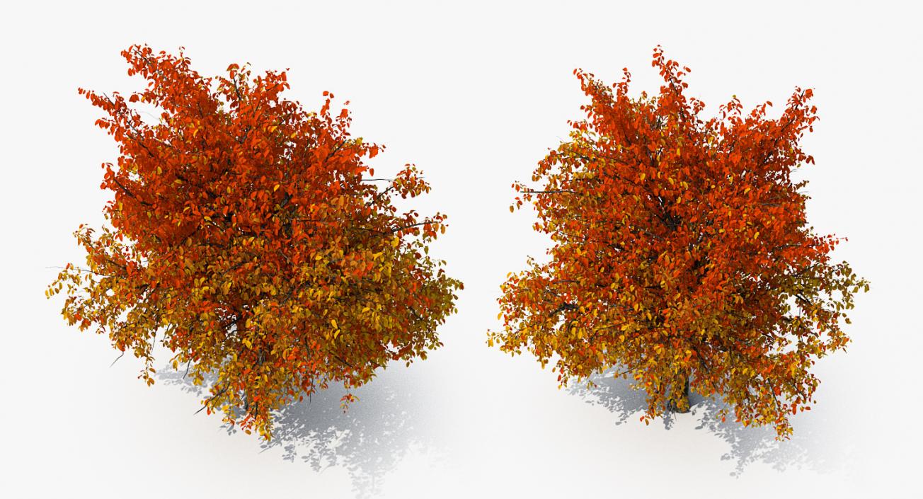 3D model Autumn Yellow Trees Collection