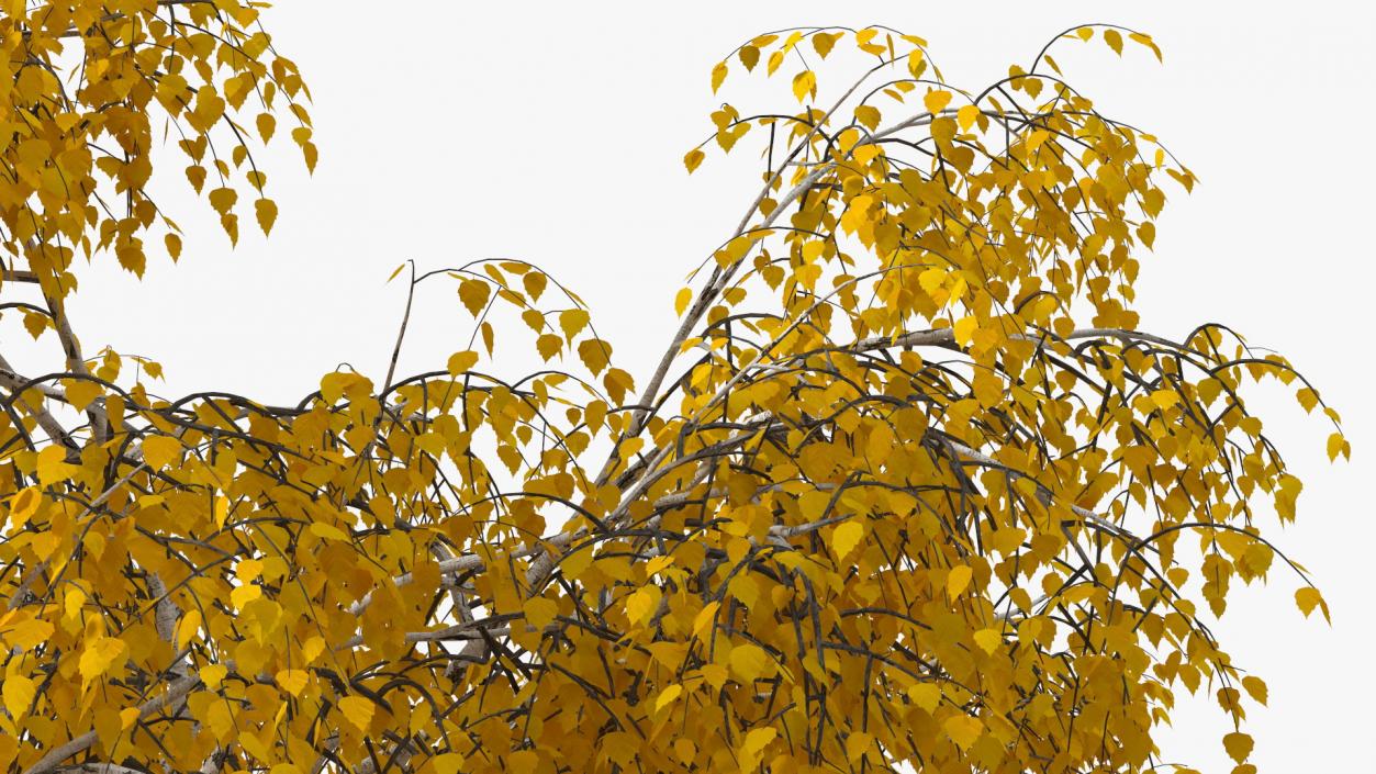 3D model Autumn Yellow Trees Collection