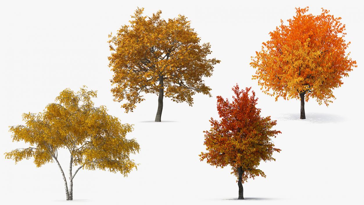 3D model Autumn Yellow Trees Collection