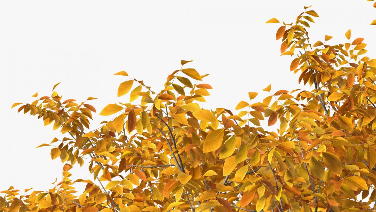 3D model Autumn Yellow Trees Collection