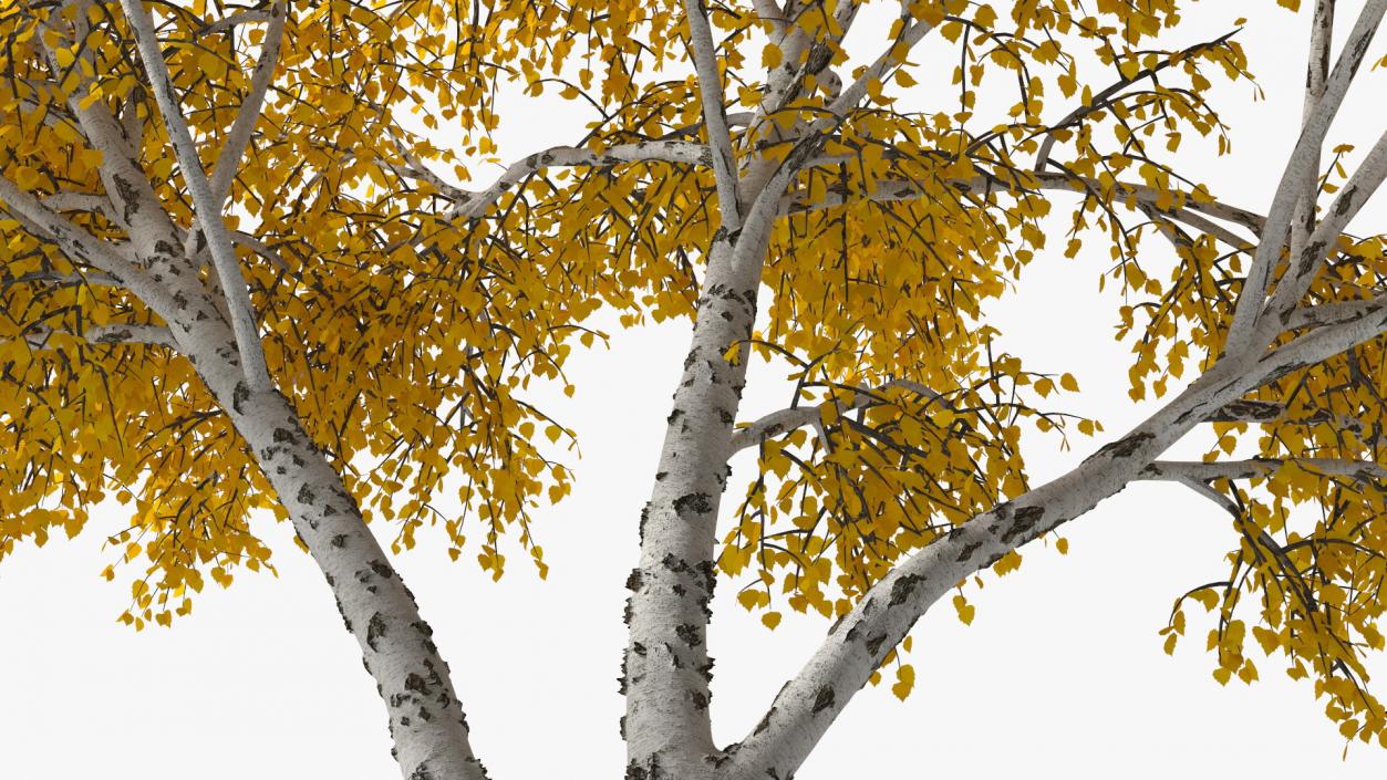 3D model Autumn Yellow Trees Collection