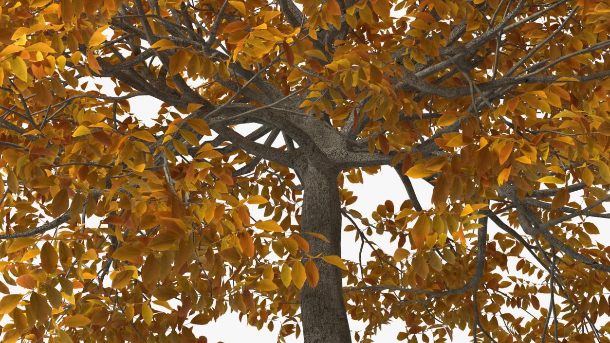 3D model Autumn Yellow Trees Collection