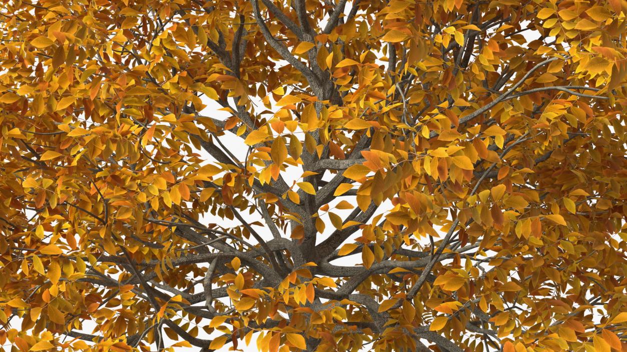 3D model Autumn Yellow Trees Collection