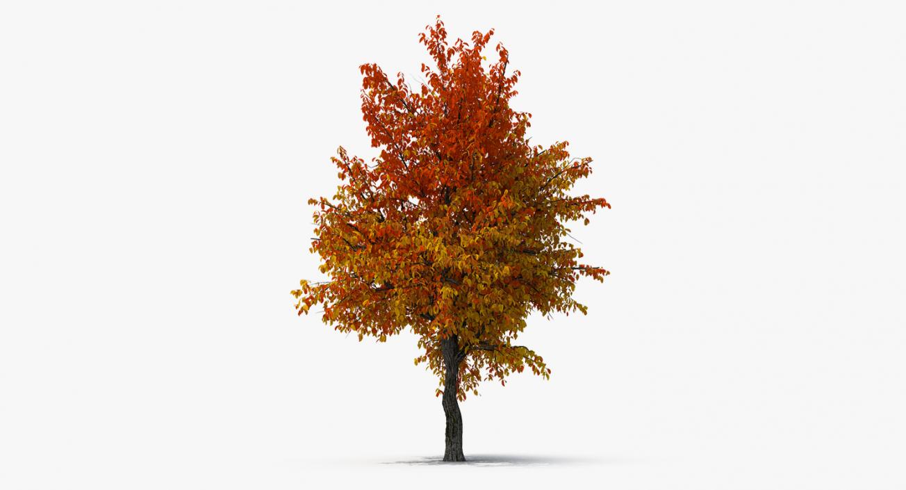 3D model Autumn Yellow Trees Collection