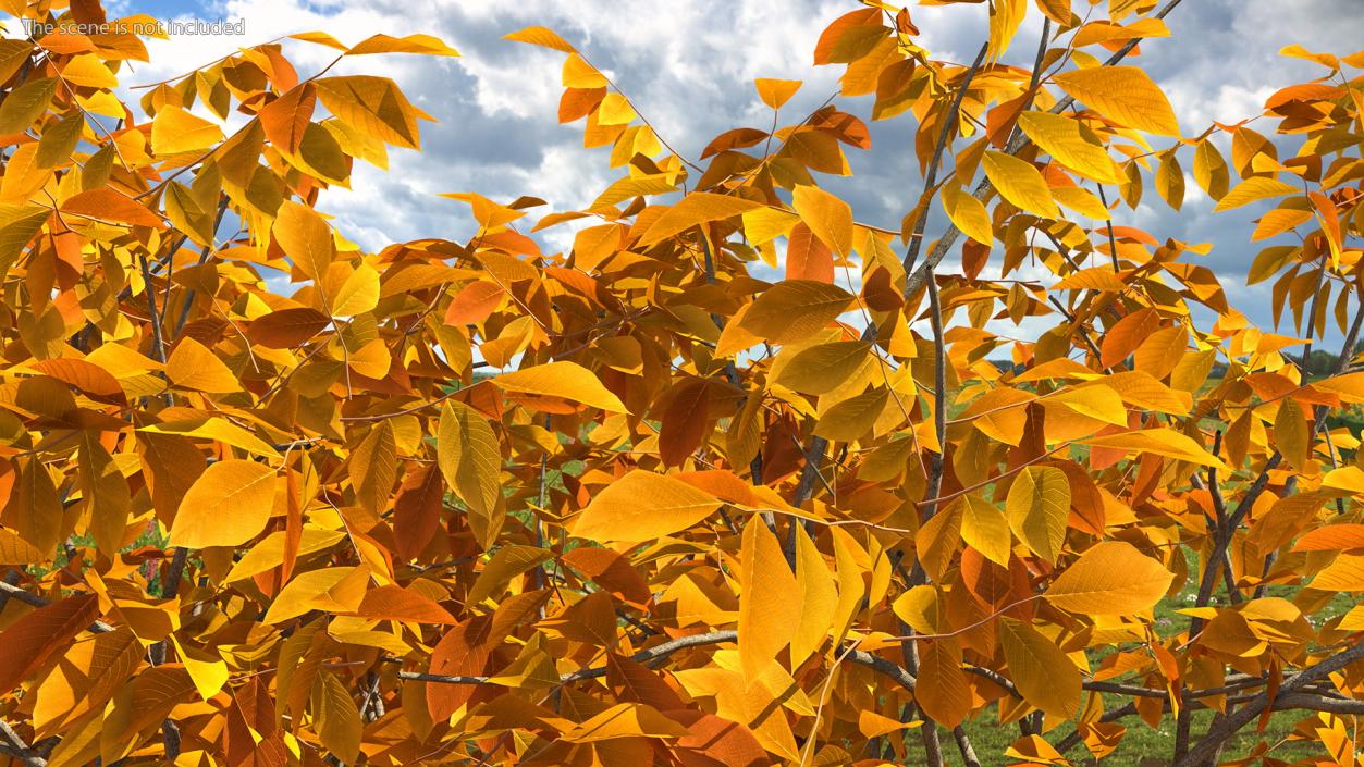 3D model Autumn Yellow Trees Collection