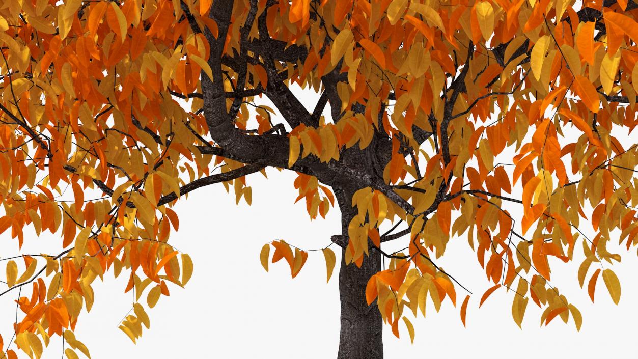 3D model Autumn Yellow Trees Collection