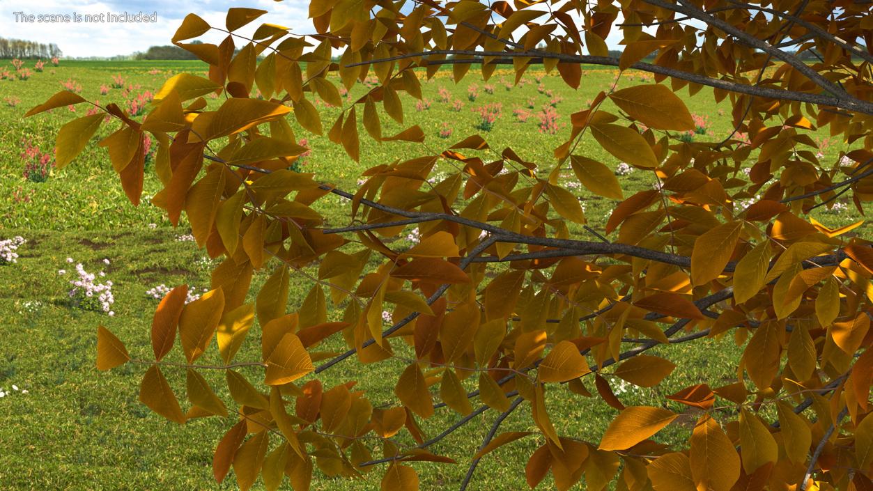 3D model Autumn Yellow Trees Collection