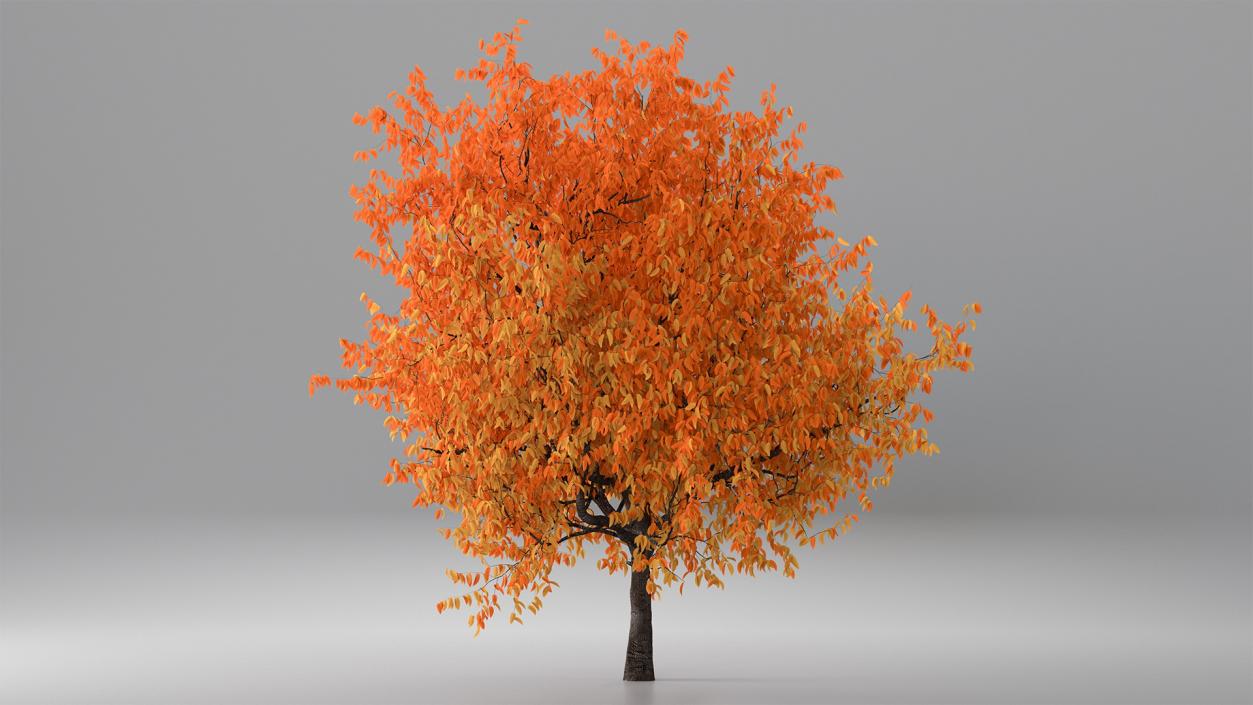 3D model Autumn Yellow Trees Collection