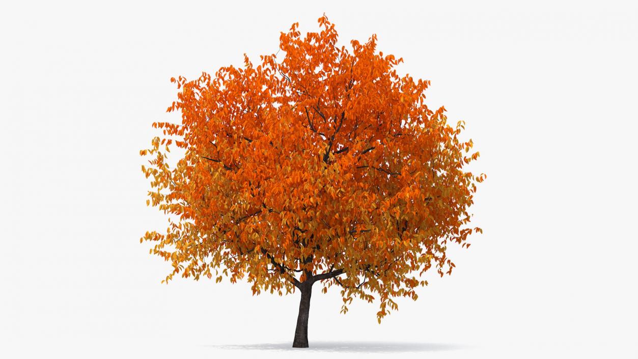 3D model Autumn Yellow Trees Collection