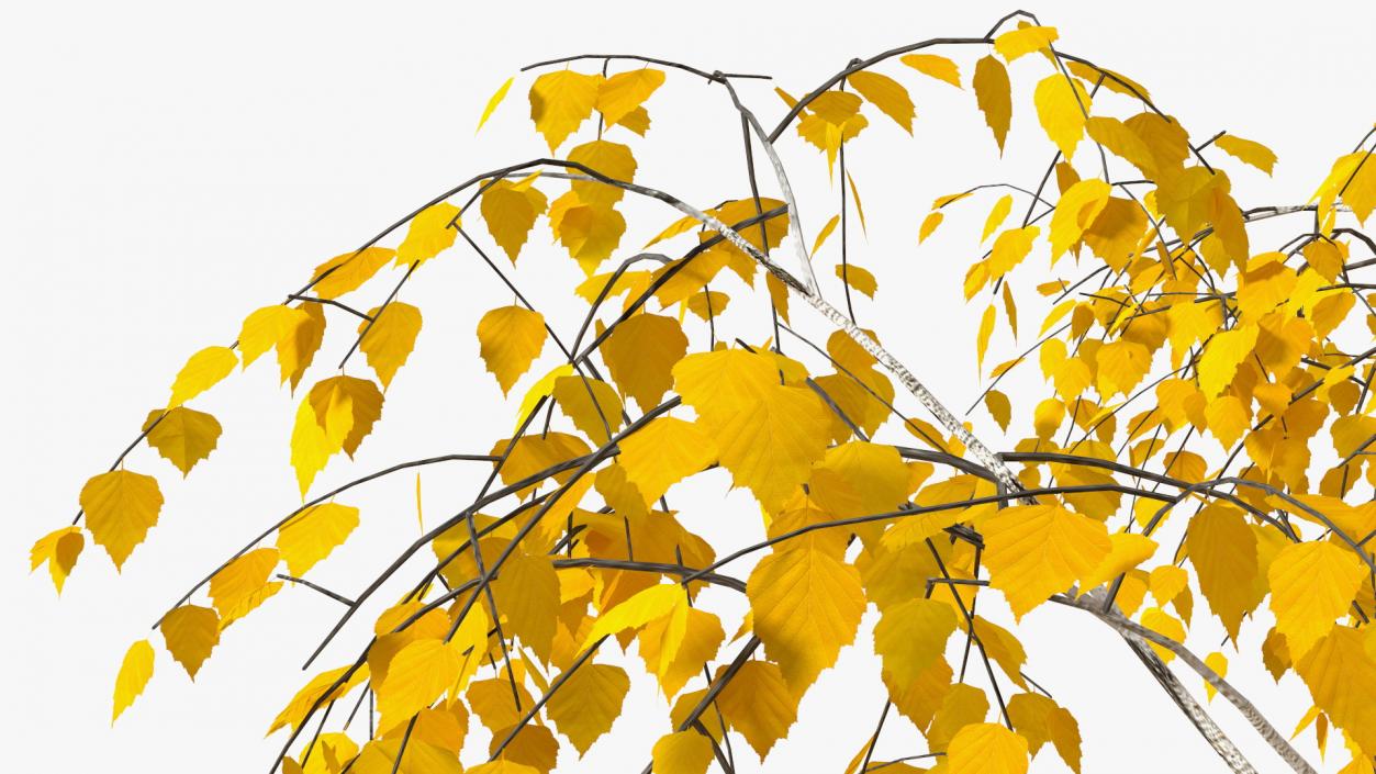 3D model Autumn Yellow Trees Collection