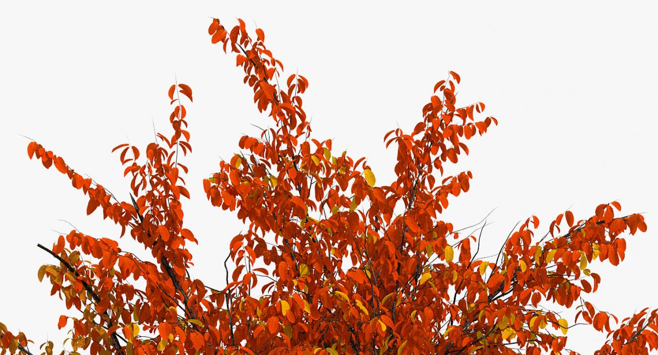 3D model Autumn Yellow Trees Collection